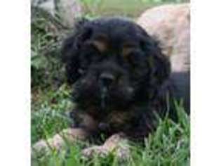 Cocker Spaniel Puppy for sale in Devils Lake, ND, USA