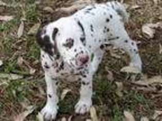Dalmatian Puppy for sale in Bradenton, FL, USA