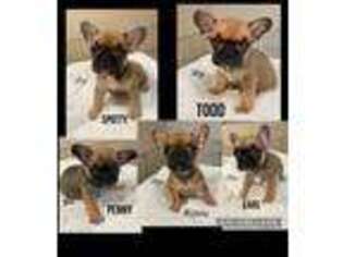 French Bulldog Puppy for sale in Thousand Oaks, CA, USA