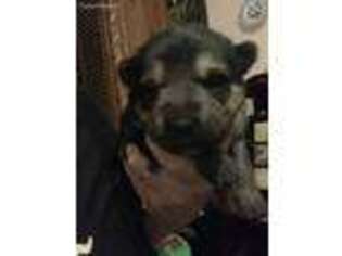 German Shepherd Dog Puppy for sale in Providence Forge, VA, USA