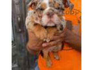 Bulldog Puppy for sale in Conyers, GA, USA