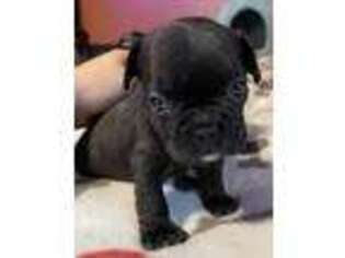 French Bulldog Puppy for sale in Del Rio, TX, USA