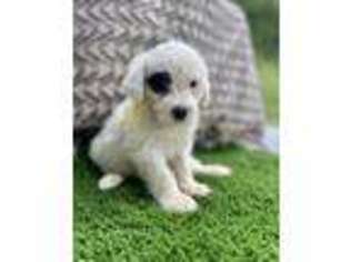 Portuguese Water Dog Puppy for sale in Hardin, IL, USA