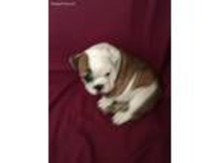 Bulldog Puppy for sale in Arnett, OK, USA