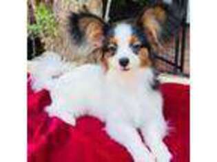 Papillon Puppy for sale in Dry Prong, LA, USA