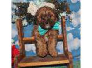 Shih-Poo Puppy for sale in Rising City, NE, USA