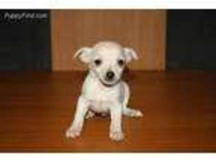 Chihuahua Puppy for sale in Greenbrier, AR, USA