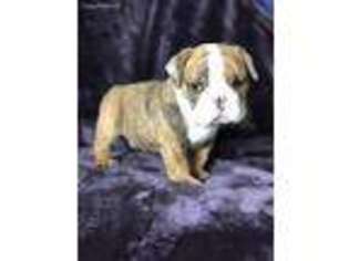 Bulldog Puppy for sale in Rosemead, CA, USA