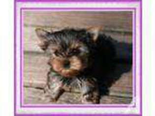 Yorkshire Terrier Puppy for sale in QUILCENE, WA, USA