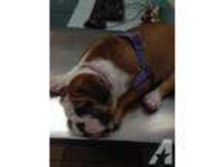 Bulldog Puppy for sale in KEARNY, NJ, USA