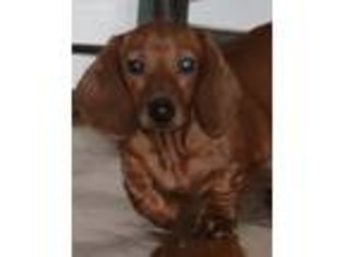 Dachshund Puppy for sale in Cincinnati, OH, USA