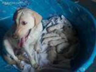 Labrador Retriever Puppy for sale in Harmony, MN, USA