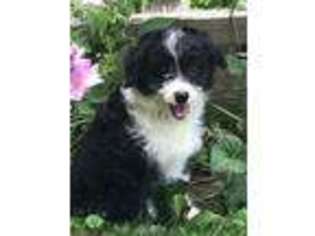 Mutt Puppy for sale in Perry, MI, USA
