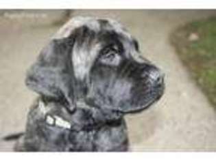 Mastiff Puppy for sale in Ephrata, PA, USA