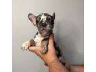 French Bulldog Puppy for sale in Ronkonkoma, NY, USA