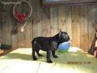 French Bulldog Puppy for sale in Chapel Hill, NC, USA