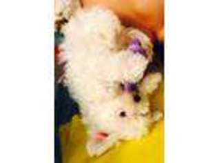 Maltese Puppy for sale in Lynchburg, VA, USA