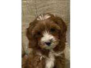 Cavapoo Puppy for sale in Auburn, WA, USA
