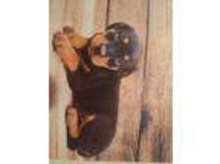 Rottweiler Puppy for sale in Largo, FL, USA