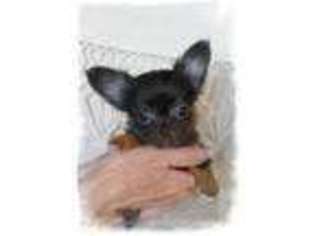 Chihuahua Puppy for sale in Payson, UT, USA