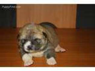 Akita Puppy for sale in Greenbrier, AR, USA