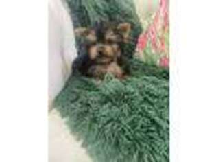 Yorkshire Terrier Puppy for sale in Merritt Island, FL, USA