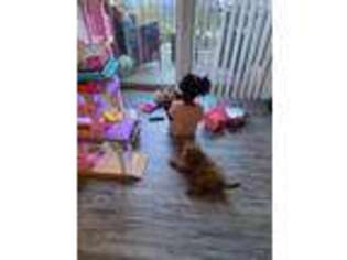 Cavapoo Puppy for sale in Sterling, VA, USA
