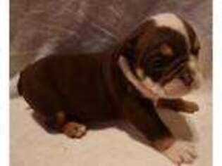Bulldog Puppy for sale in King, NC, USA