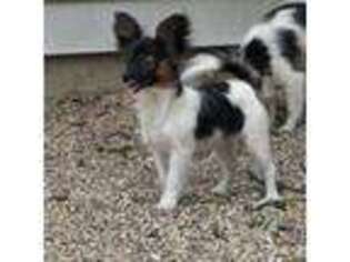 Papillon Puppy for sale in Austin, MN, USA