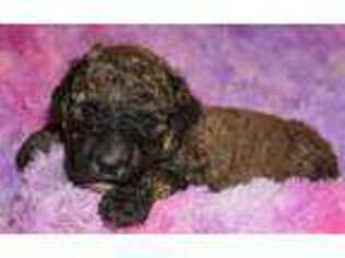 Labradoodle Puppy for sale in La Habra, CA, USA