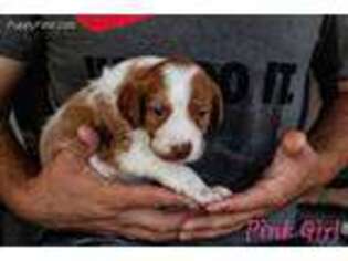Brittany Puppy for sale in Bella Vista, AR, USA