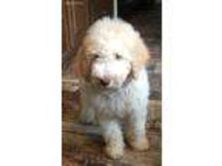 Goldendoodle Puppy for sale in Kenner, LA, USA