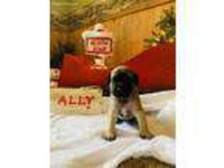 Mastiff Puppy for sale in Rimersburg, PA, USA