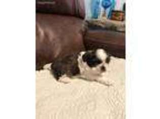 Mutt Puppy for sale in Adolphus, KY, USA