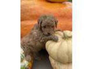 Mutt Puppy for sale in Beavertown, PA, USA