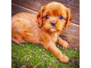 Cavalier King Charles Spaniel Puppy for sale in Spiro, OK, USA