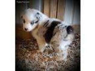 Miniature Australian Shepherd Puppy for sale in Clinton, MO, USA