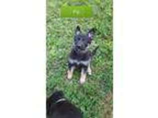 German Shepherd Dog Puppy for sale in Eden Valley, MN, USA