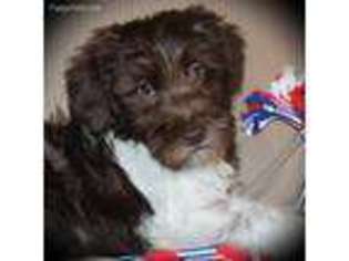Labradoodle Puppy for sale in Flint, MI, USA