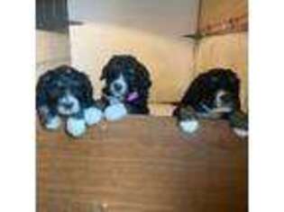 Mutt Puppy for sale in Green Bay, WI, USA