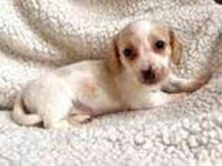 Dachshund Puppy for sale in Williamsport, IN, USA