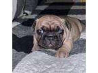 French Bulldog Puppy for sale in Alpharetta, GA, USA