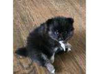 Pomeranian Puppy for sale in Linwood, NJ, USA