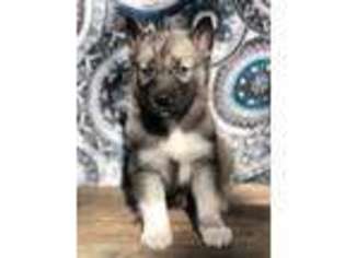 Siberian Husky Puppy for sale in Lebanon, OR, USA
