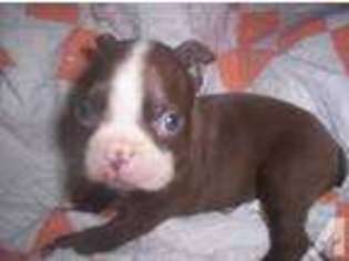 Boston Terrier Puppy for sale in LELAND, IL, USA