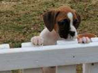 Boxer Puppy for sale in Newcastle, OK, USA