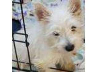West Highland White Terrier Puppy for sale in Delano, CA, USA