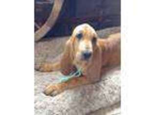 Bloodhound Puppy for sale in Leitchfield, KY, USA