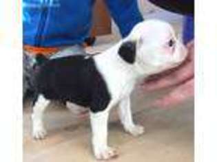 Mutt Puppy for sale in Shevlin, MN, USA