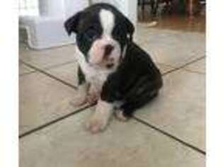Boston Terrier Puppy for sale in Bloomington, IL, USA